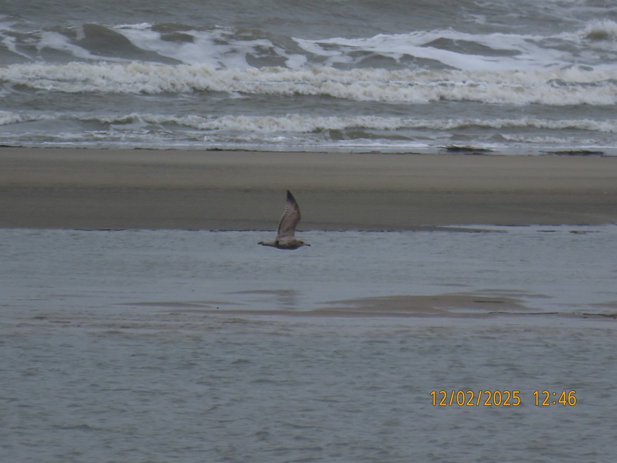 American Herring Gull - ML646263908