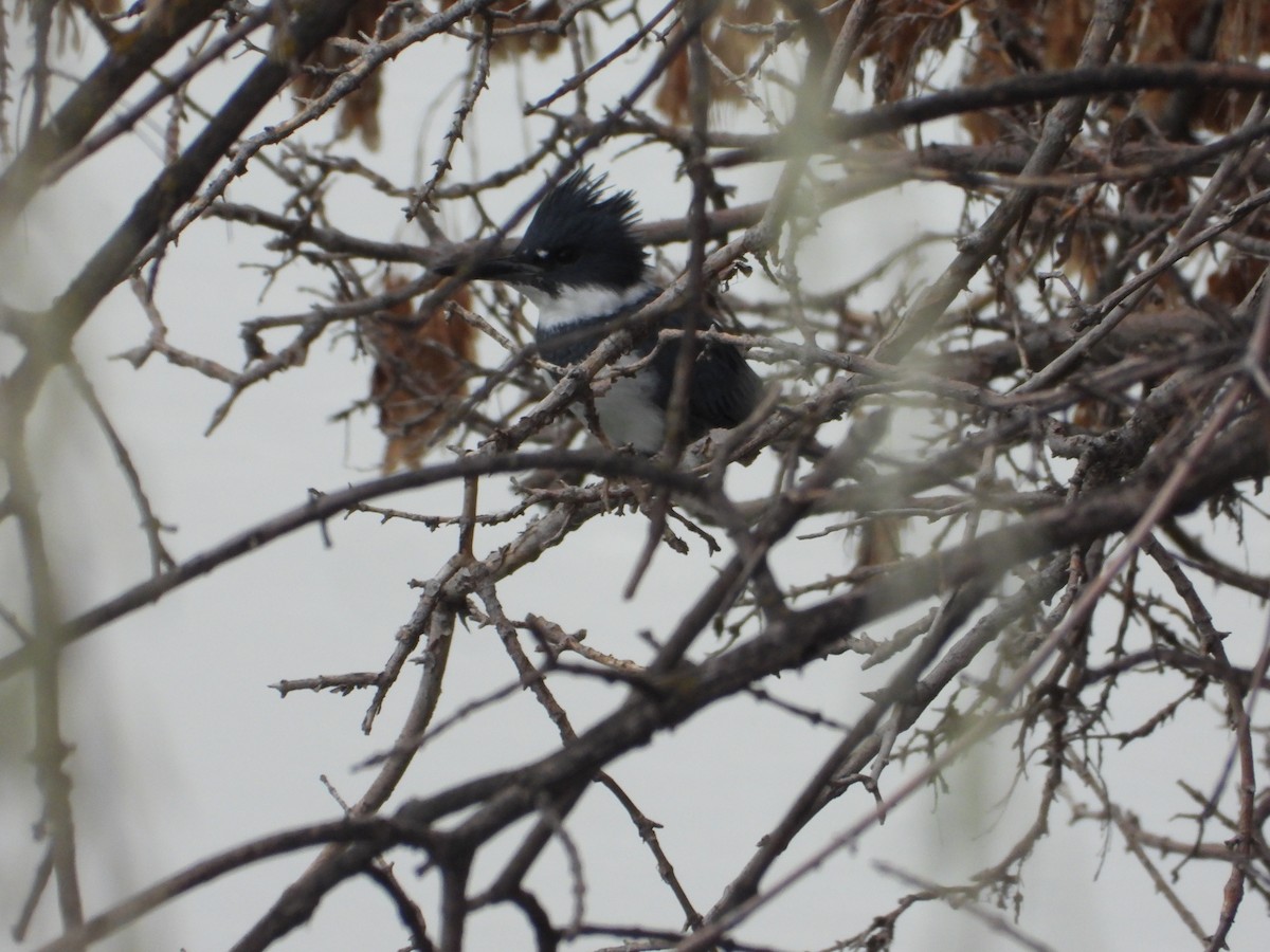 שלדג אמריקני - ML646263909