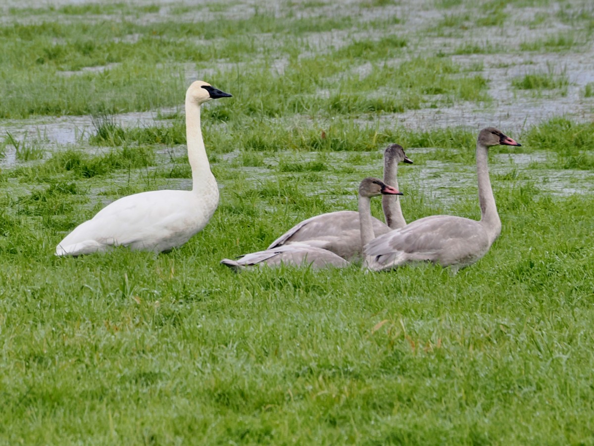 ナキハクチョウ - ML646263910