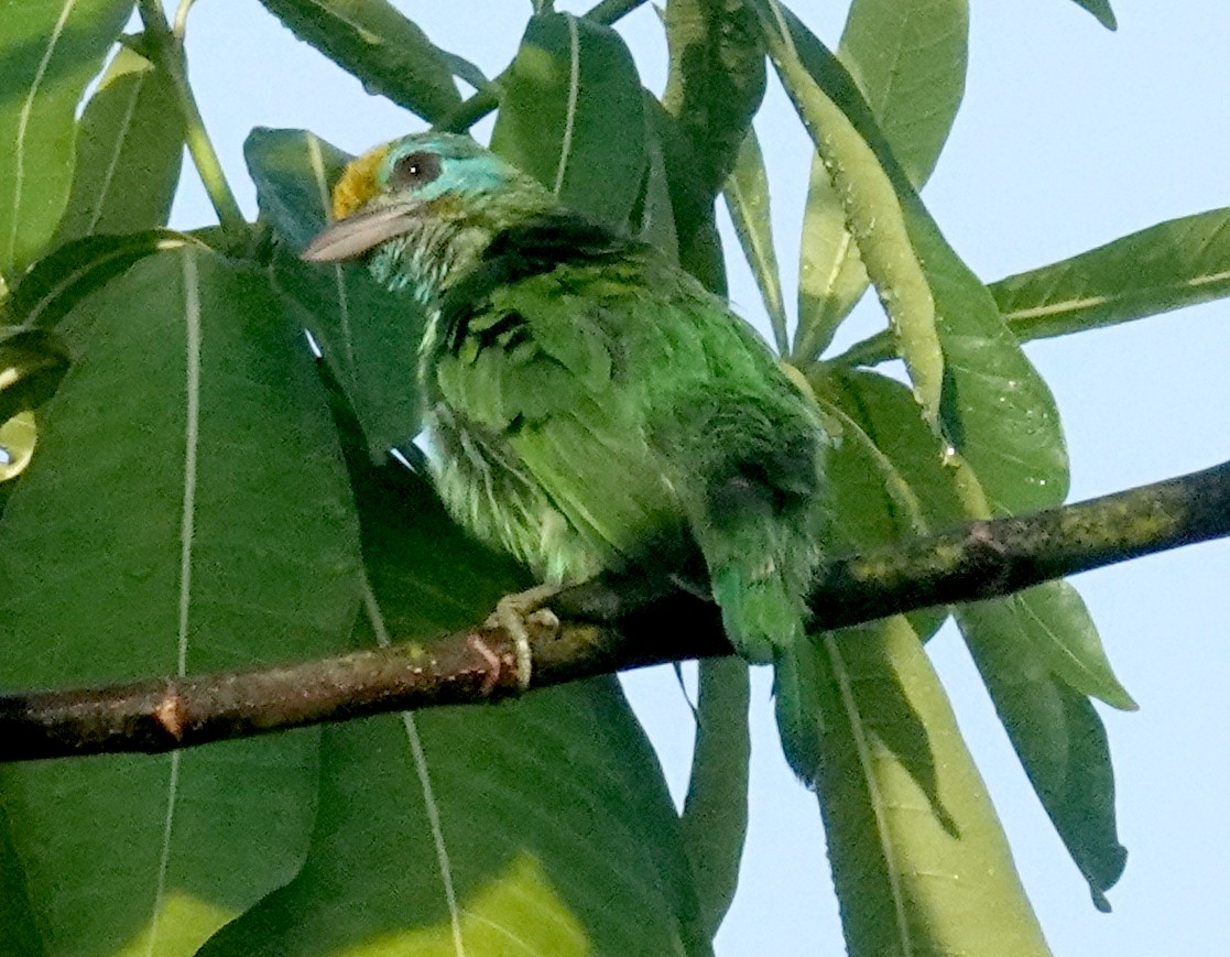 キビタイゴシキドリ - ML646263911