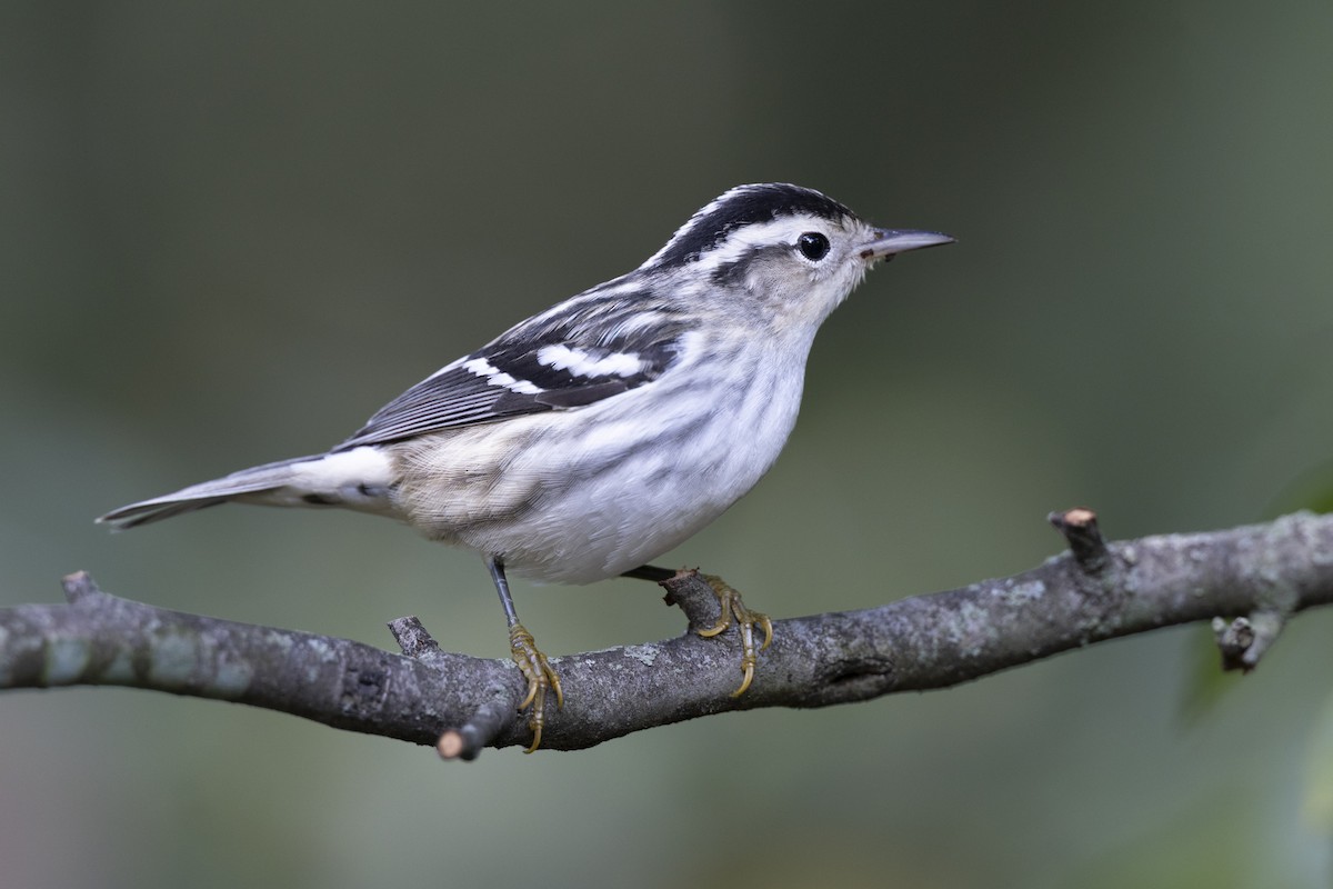 シロクロアメリカムシクイ - ML646263914