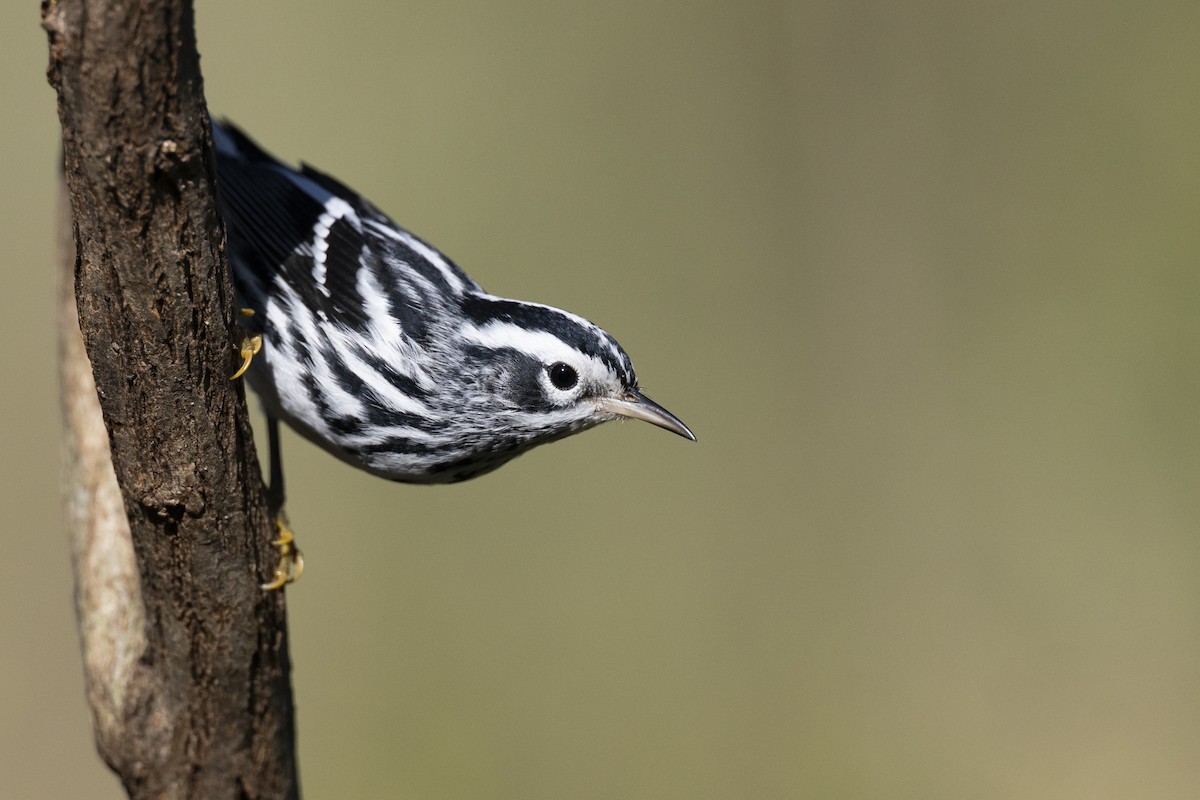 シロクロアメリカムシクイ - ML646263915