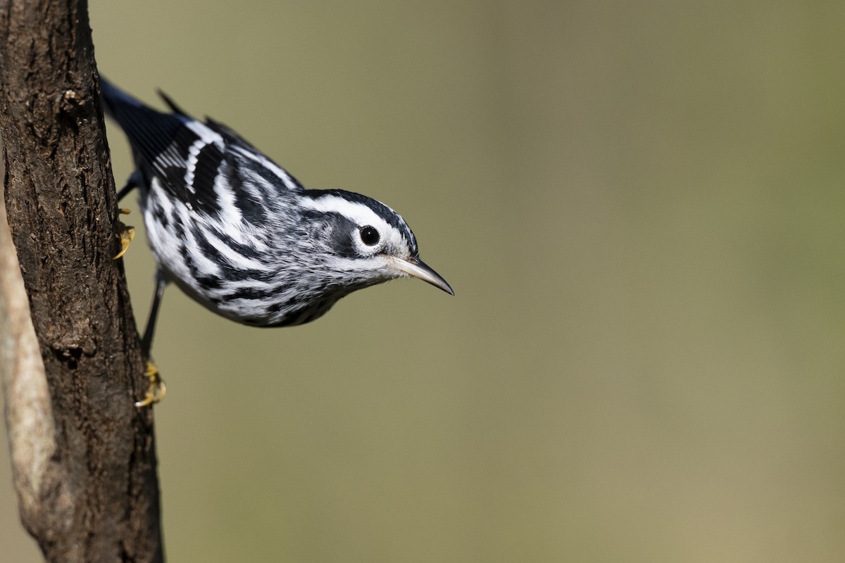 シロクロアメリカムシクイ - ML646263916