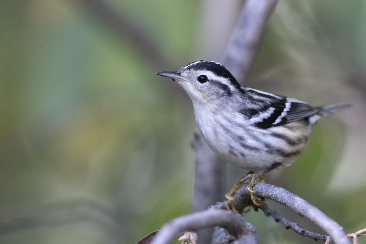 シロクロアメリカムシクイ - ML646263917