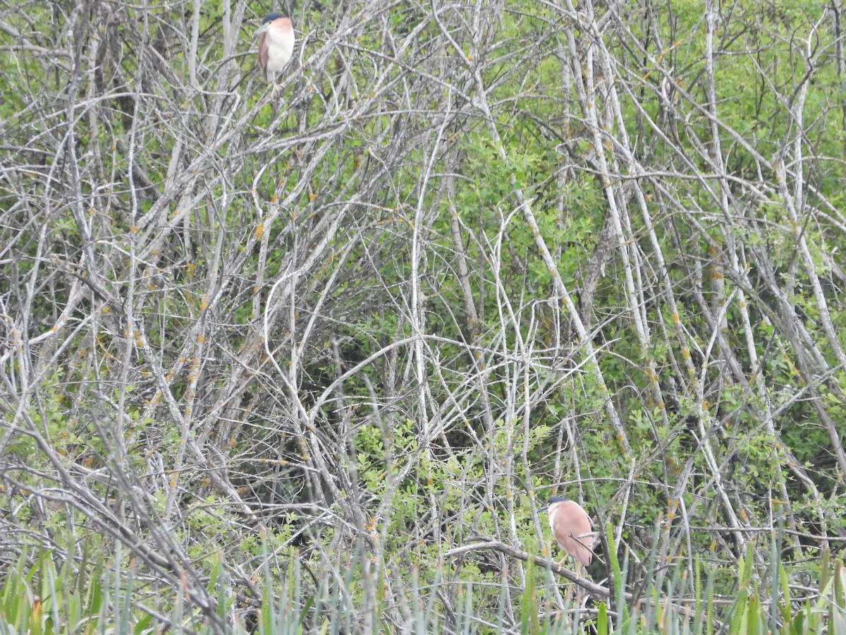 ハシブトゴイ - ML646263918