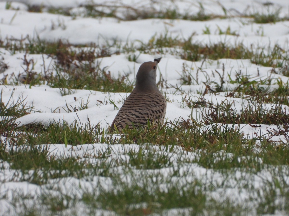 ハシボソキツツキ（cafer グループ） - ML646263919