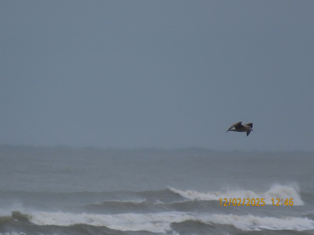 American Herring Gull - ML646263920