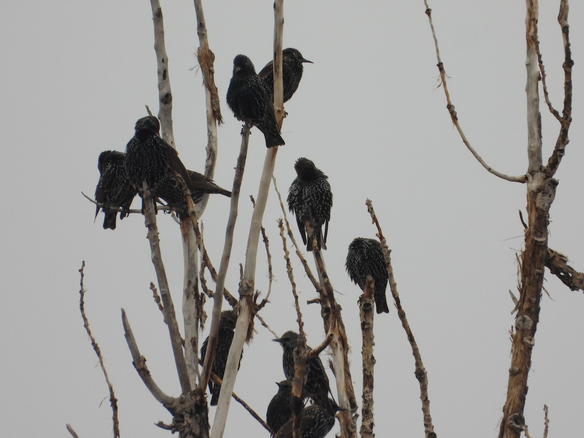 ホシムクドリ - ML646263926