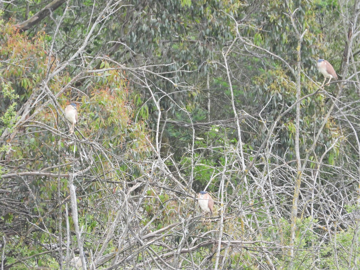 ハシブトゴイ - ML646263927