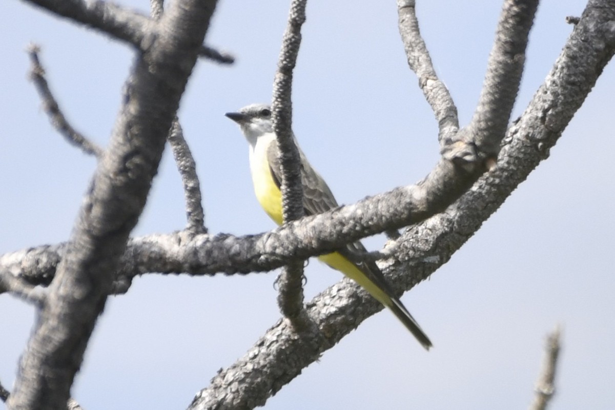 ニシタイランチョウ - ML646263928