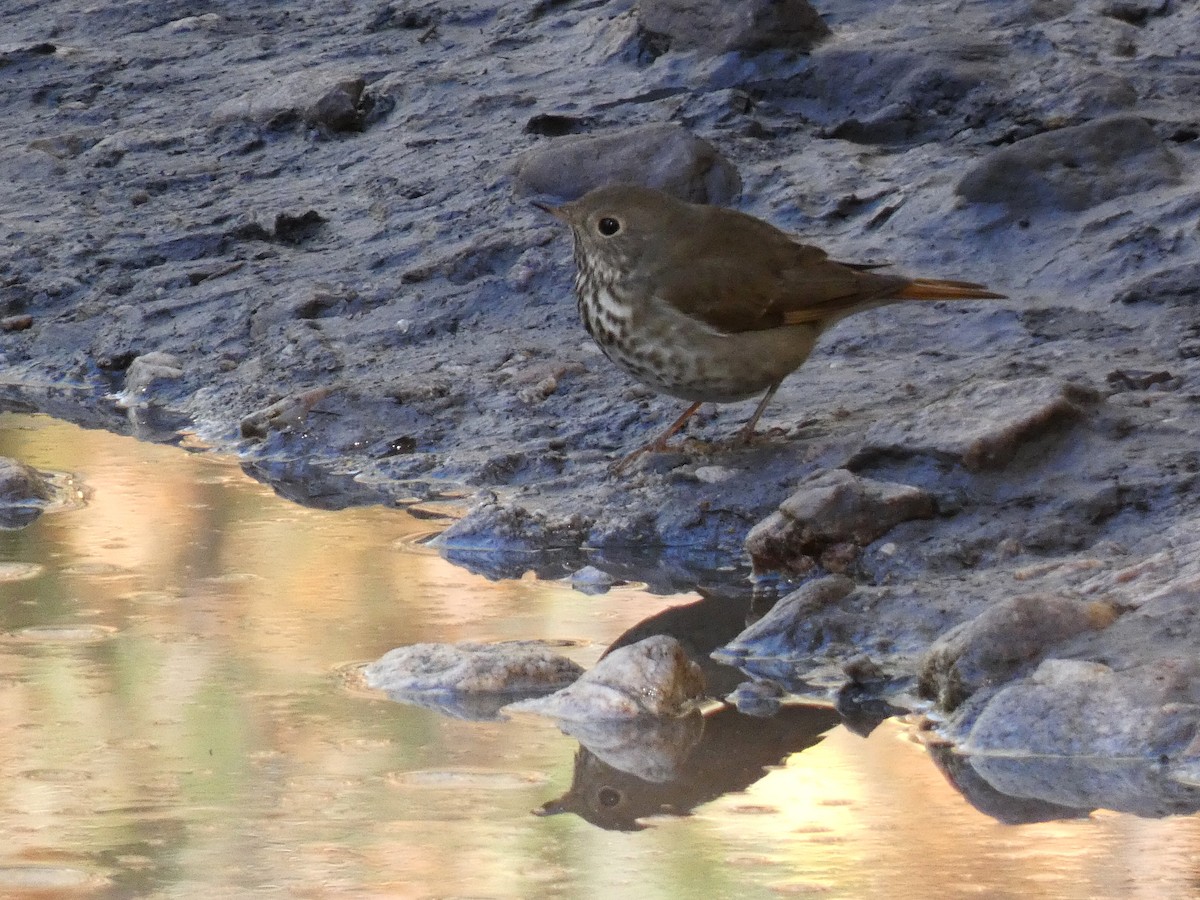 チャイロコツグミ - ML646263929