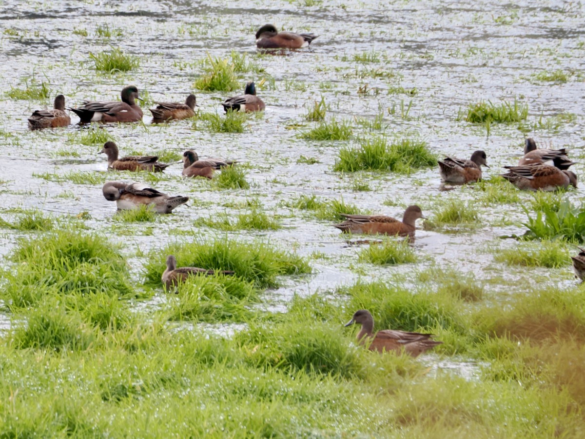 American Wigeon - ML646263930