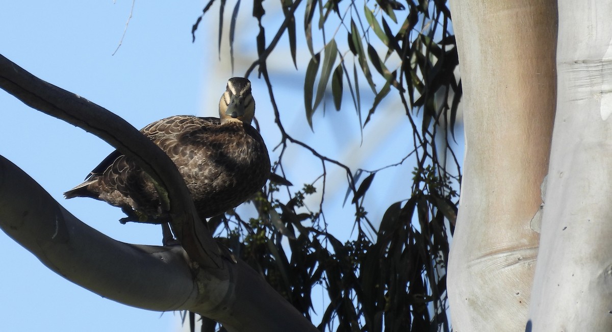 マミジロカルガモ - ML646263931