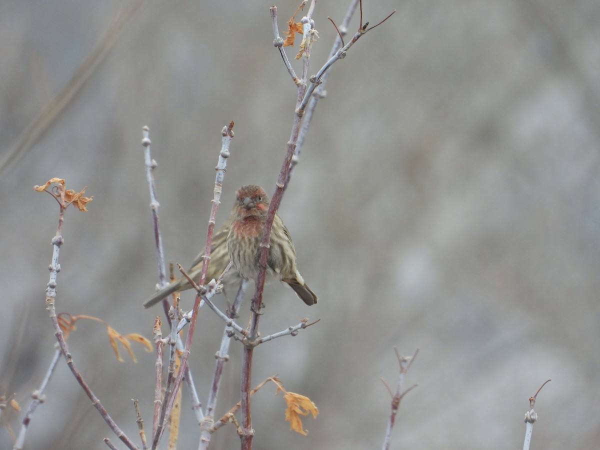 メキシコマシコ - ML646263932
