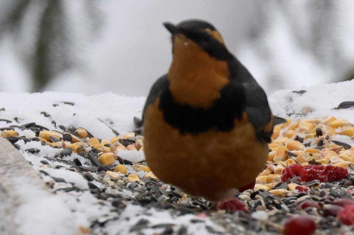 Varied Thrush - ML646263933