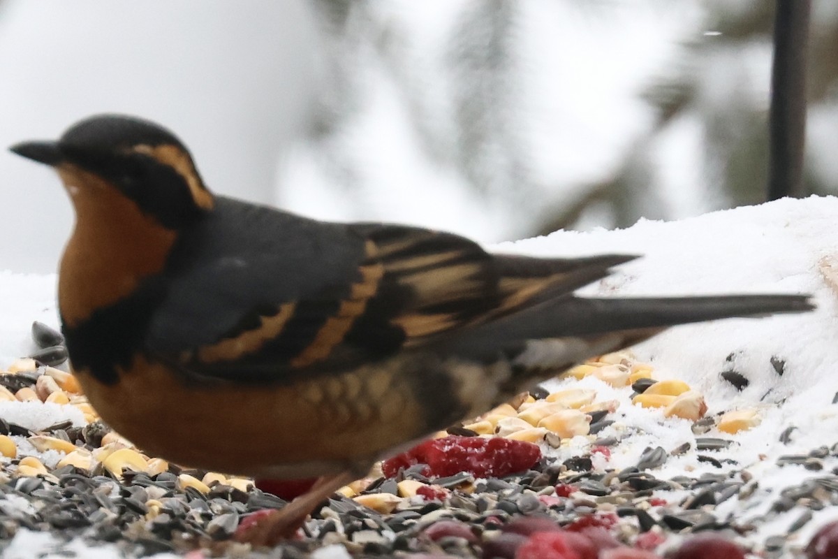 Varied Thrush - ML646263934