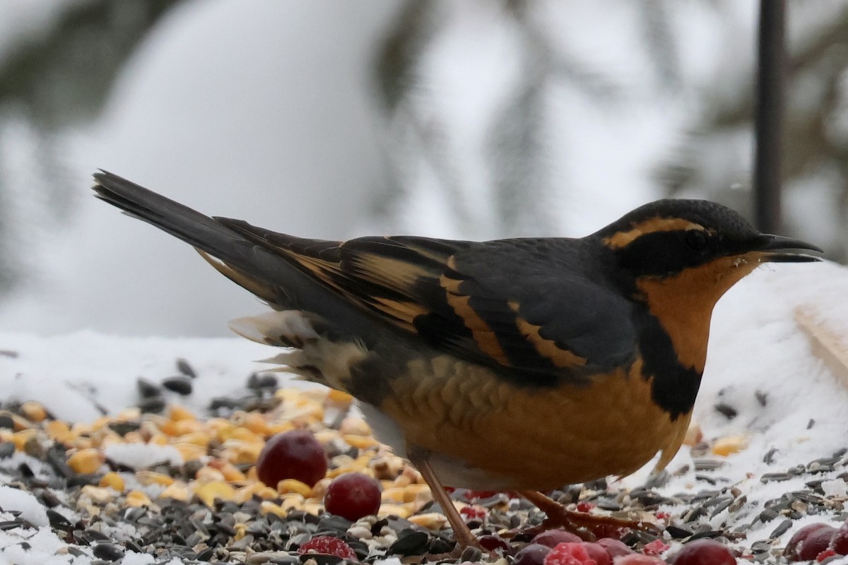 Varied Thrush - ML646263936