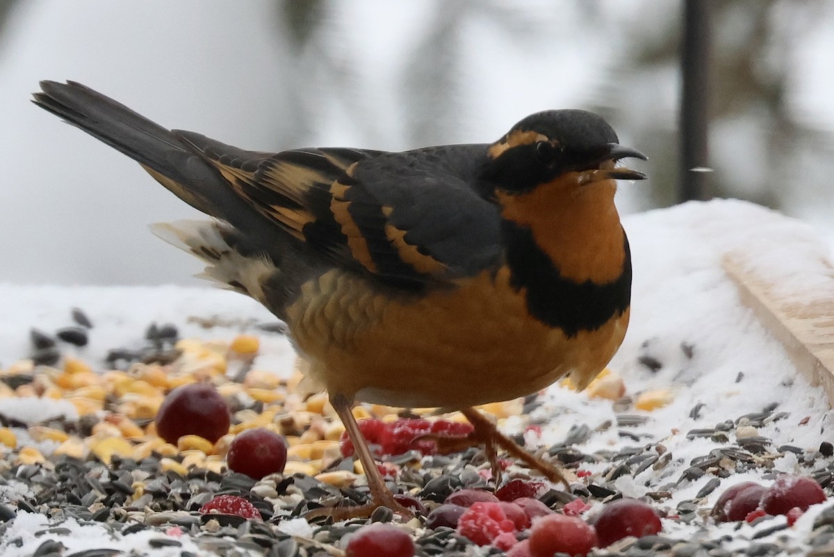 Varied Thrush - ML646263937