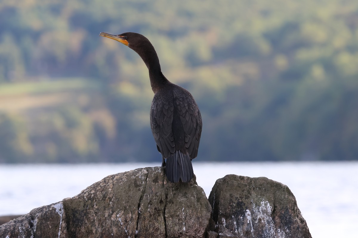 ミミヒメウ - ML646263939