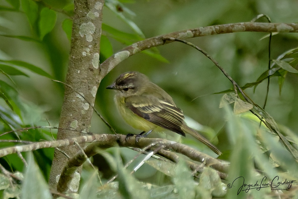 モリキクイタダキモドキ - ML646263941