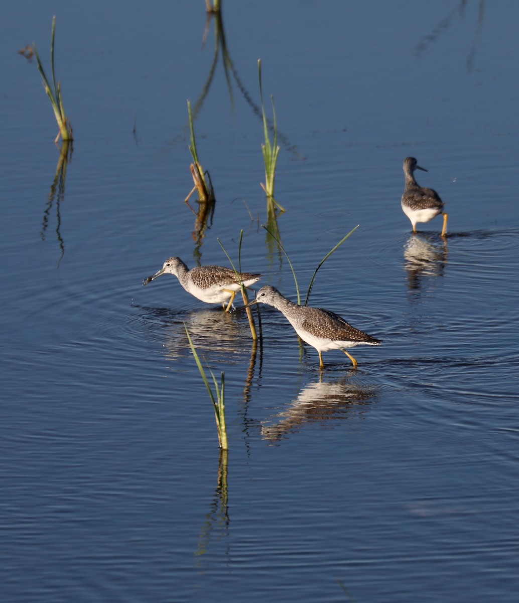 Greater Yellowlegs - ML646263944