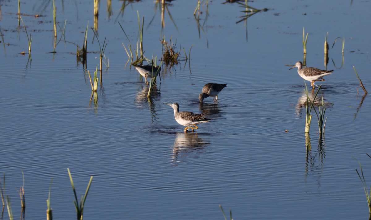 Greater Yellowlegs - ML646263945