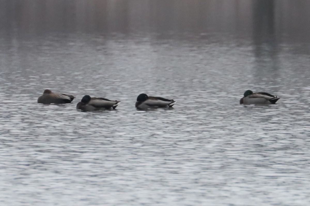 マガモ - ML646263950