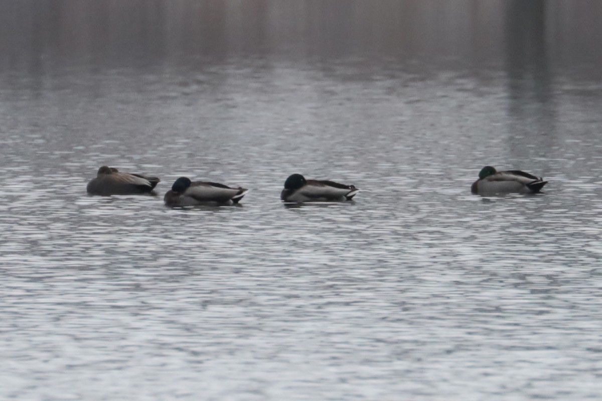 マガモ - ML646263951