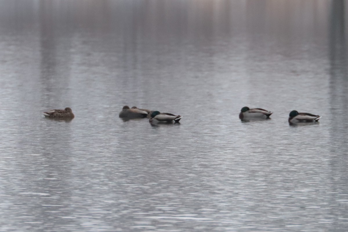 マガモ - ML646263952