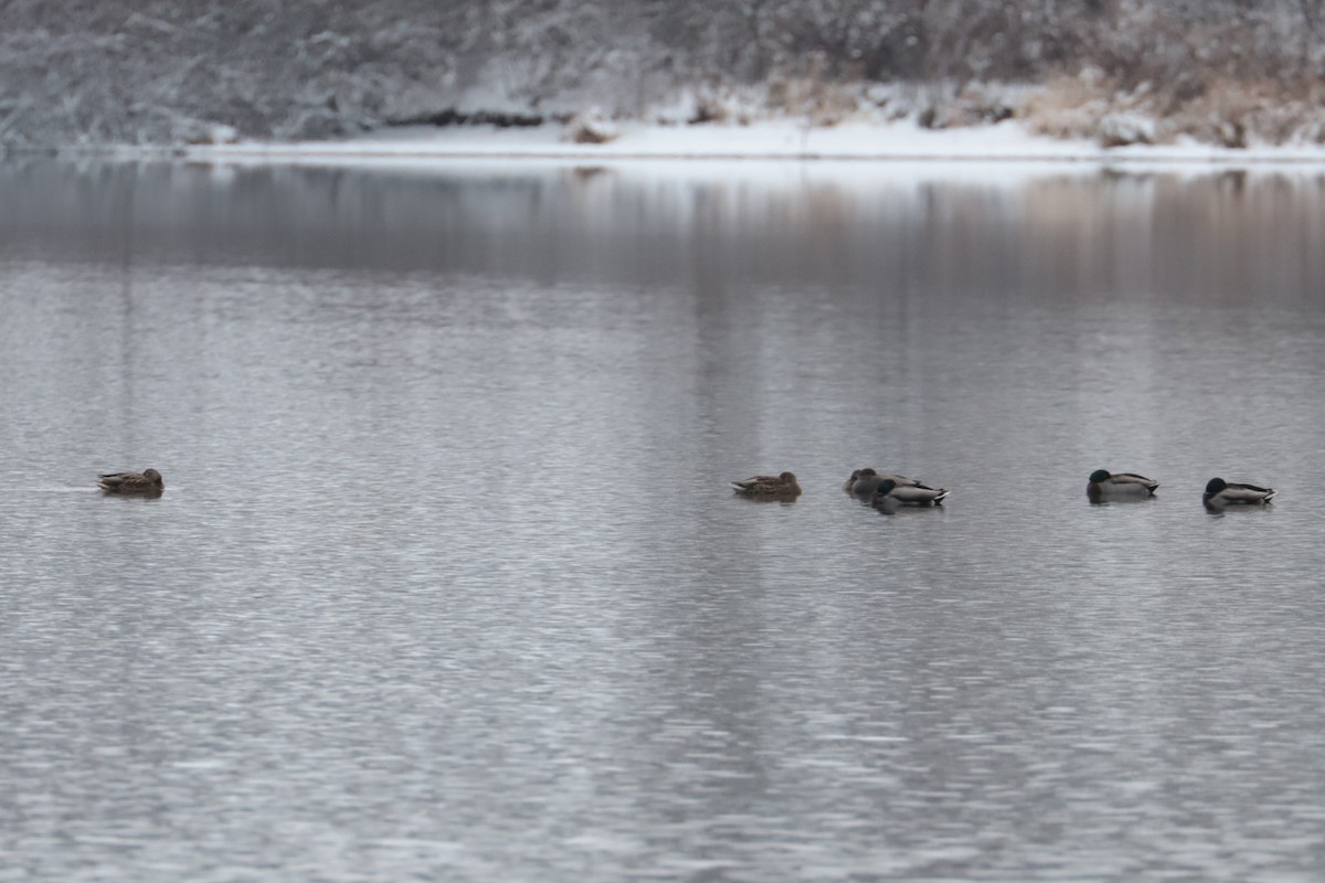 マガモ - ML646263953