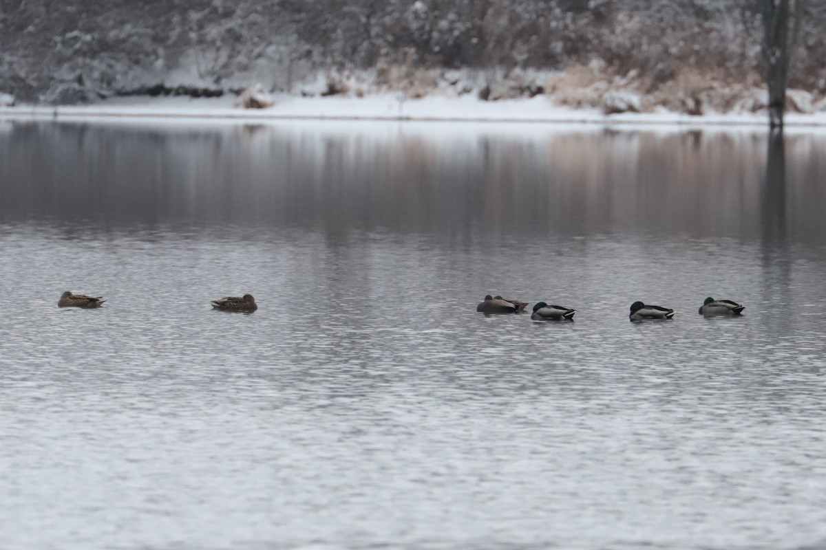 マガモ - ML646263954