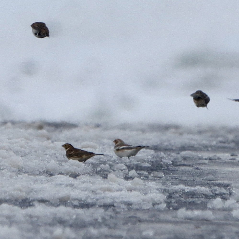 ユキホオジロ - ML646263955