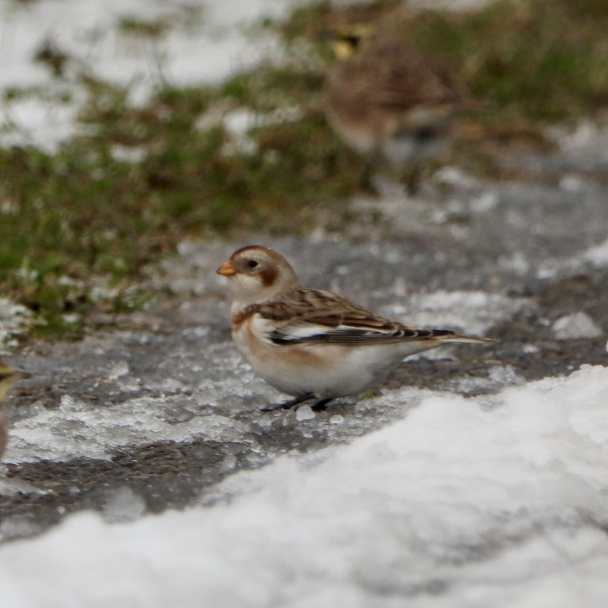 ユキホオジロ - ML646263956