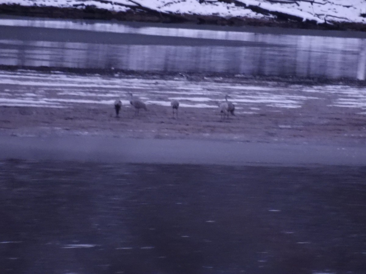 jeřáb kanadský - ML646263958