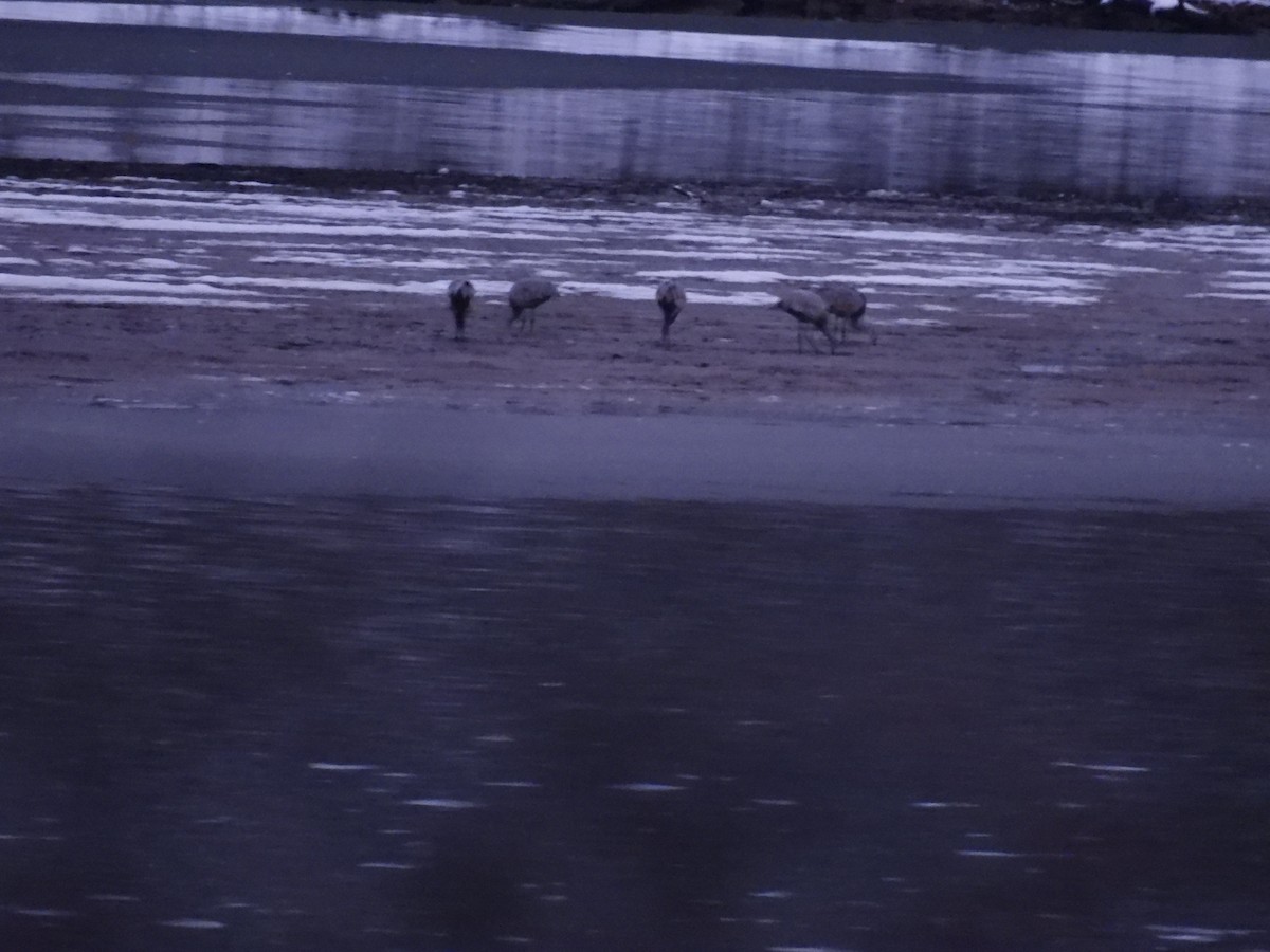 jeřáb kanadský - ML646263959