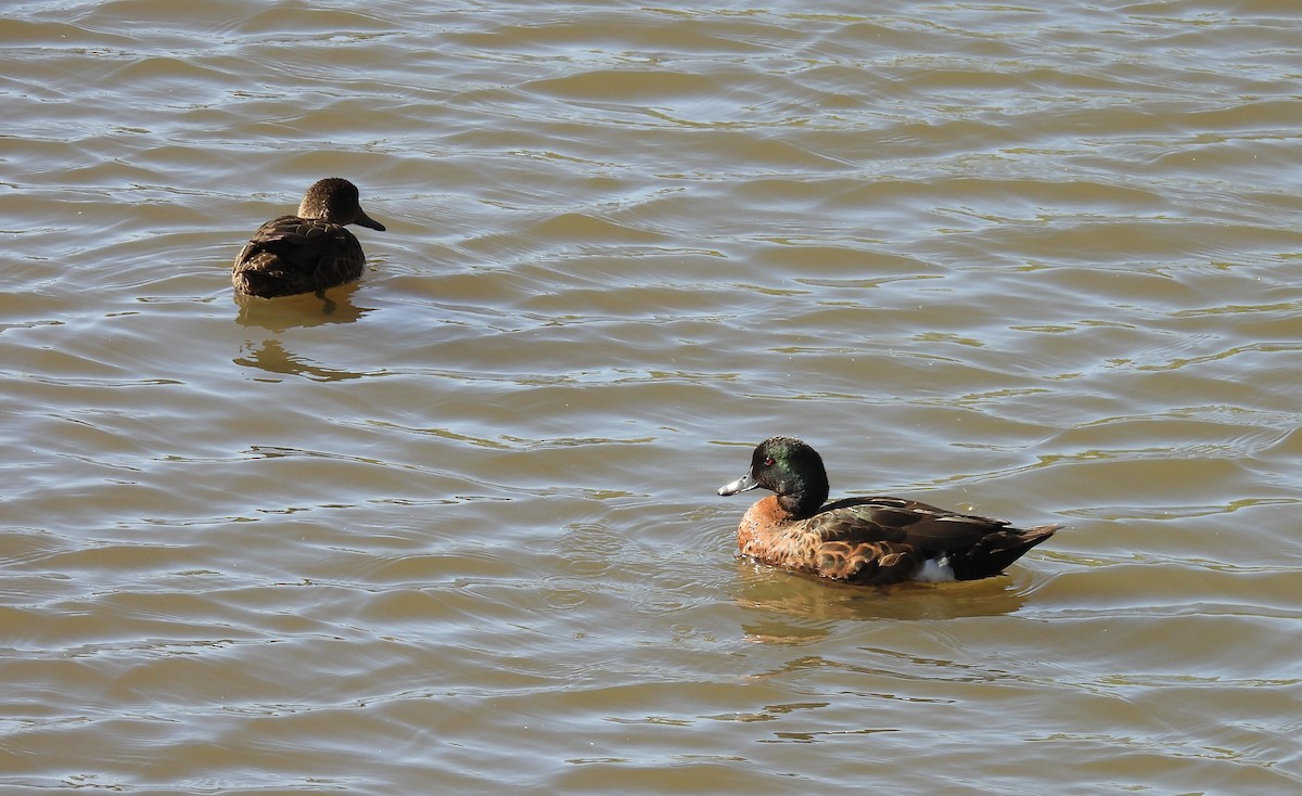 Chestnut Teal - ML646263960