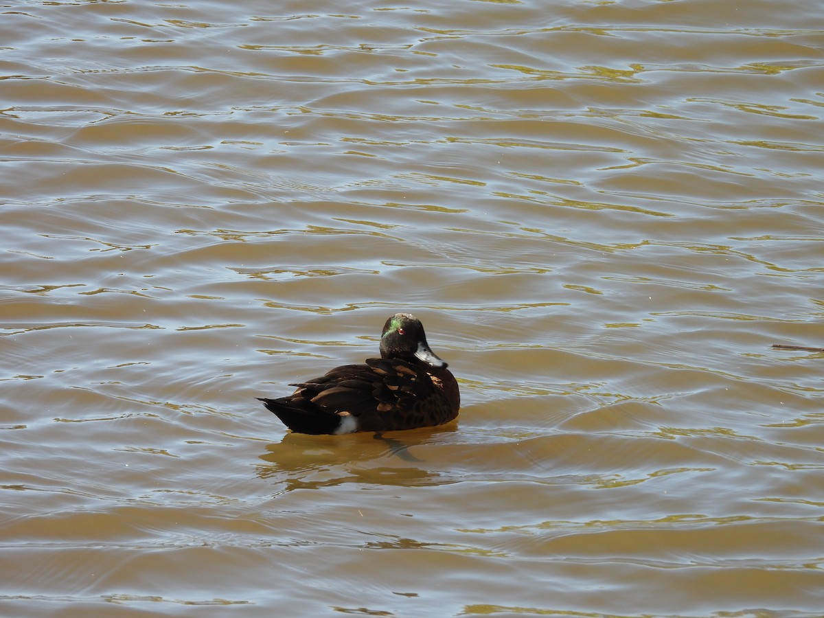 Chestnut Teal - ML646263961