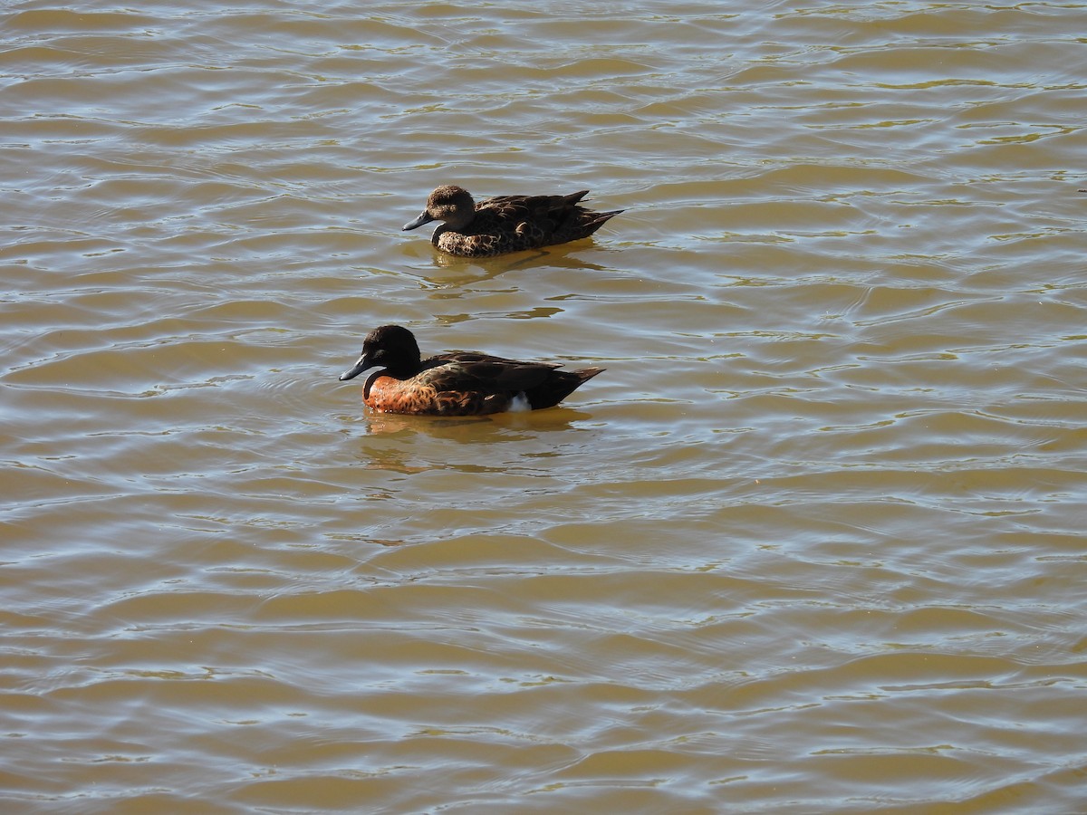 Chestnut Teal - ML646263962