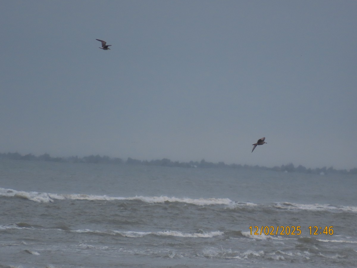 American Herring Gull - ML646263963