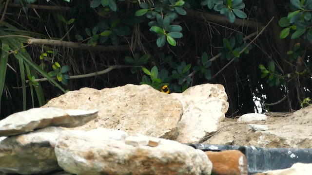 Болотянка чорногорла - ML646263965