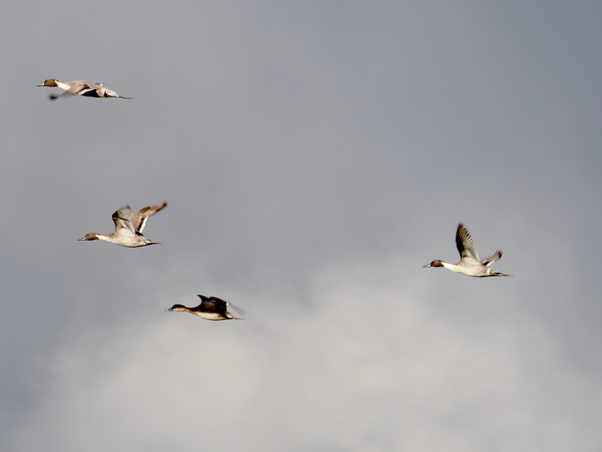 Northern Pintail - ML646263966