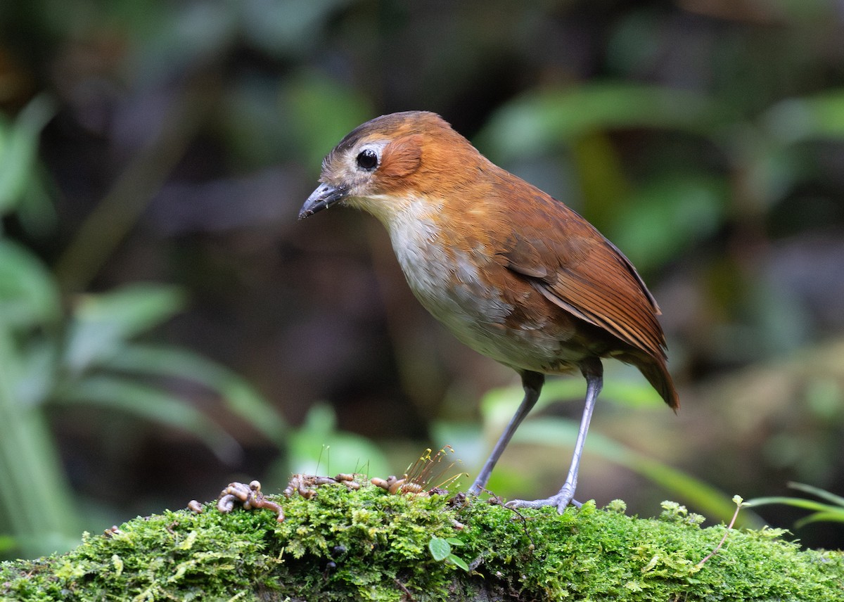 Rusty-tinged Antpitta - ML646263967