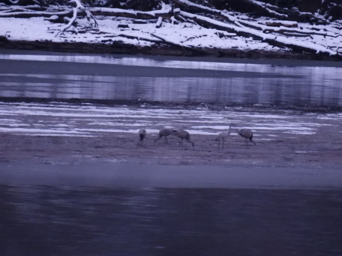 jeřáb kanadský - ML646263968