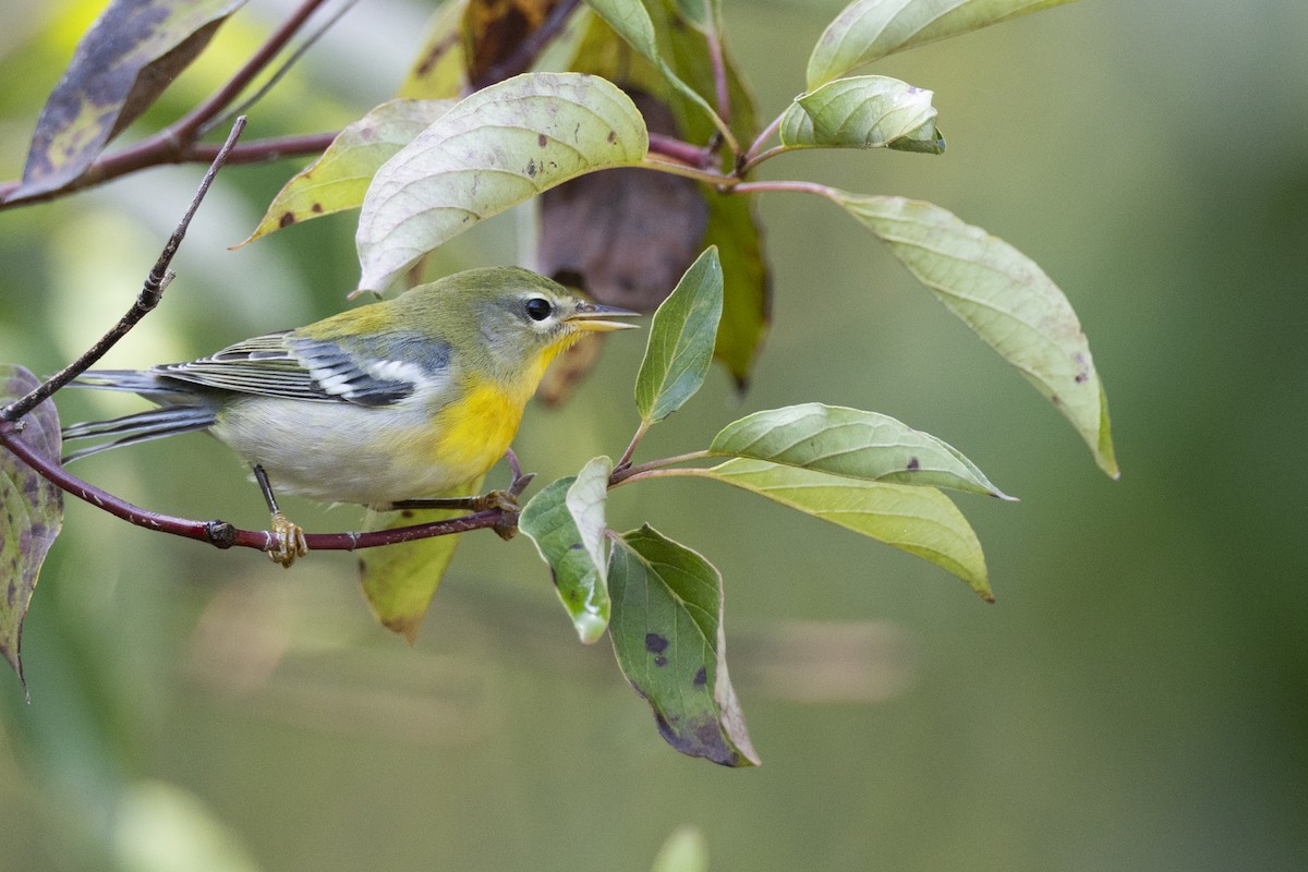פרולה צפונית - ML646263969