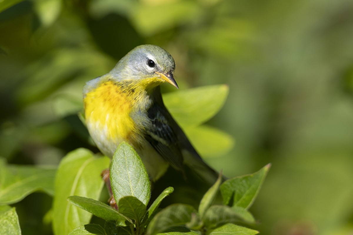 פרולה צפונית - ML646263971