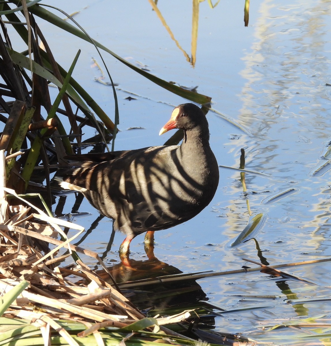 Dusky Moorhen - ML646263972