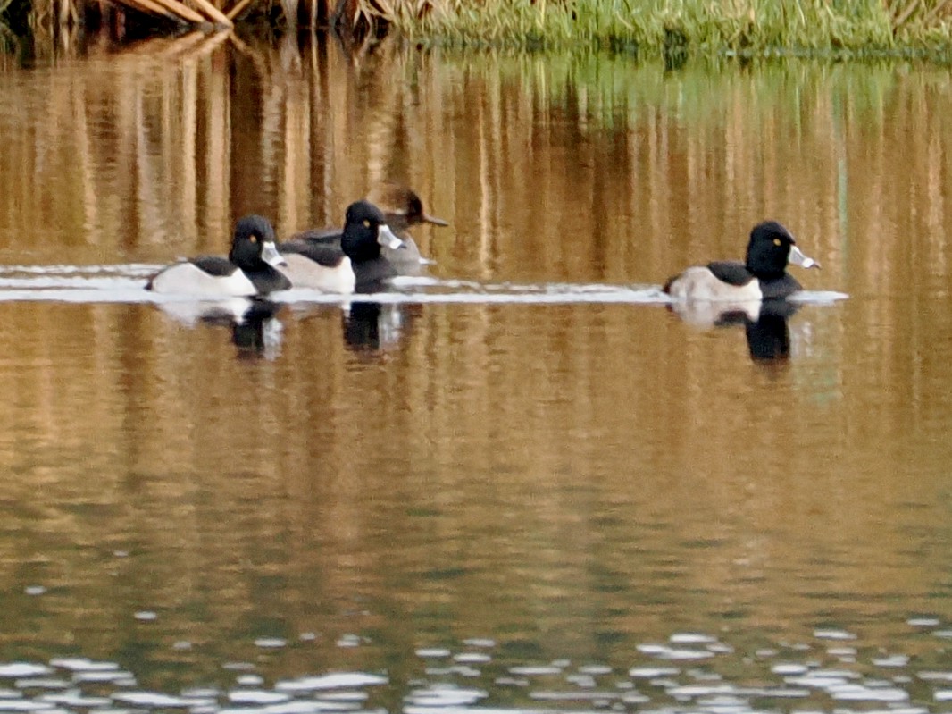 Ring-necked Duck - ML646263973