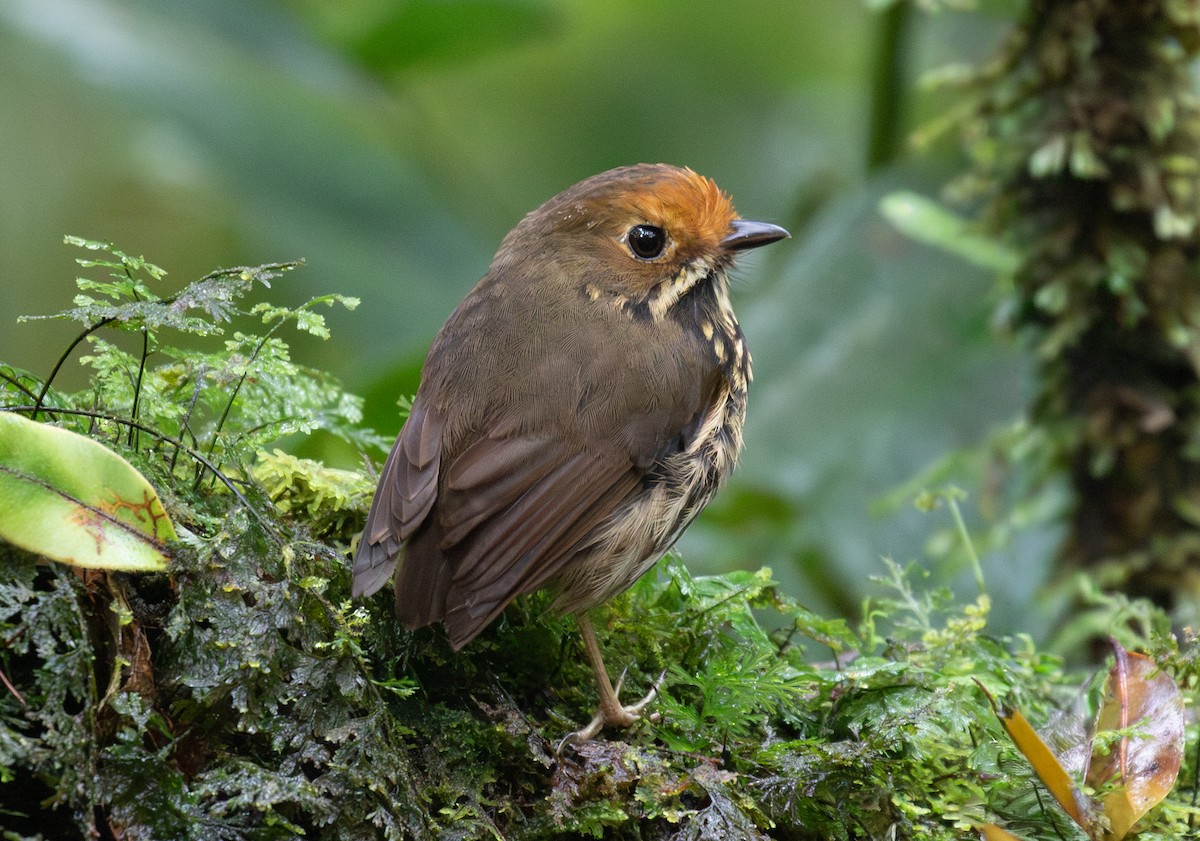 Ochre-fronted Antpitta - ML646263974