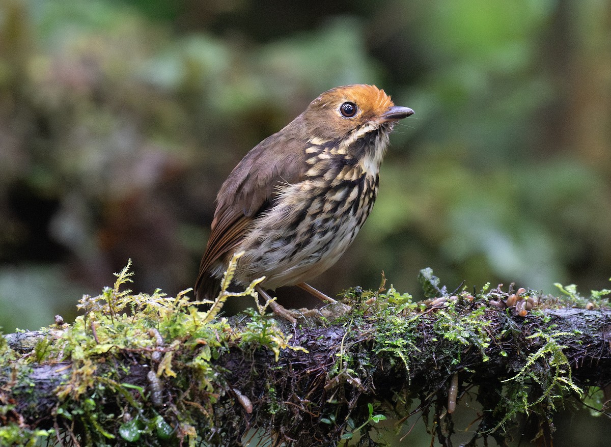 Ochre-fronted Antpitta - ML646263975