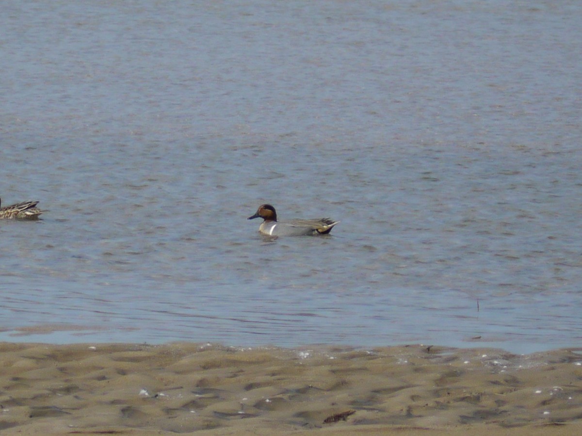 Green-winged Teal - ML646263984